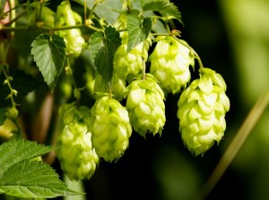 Hops-1024x768